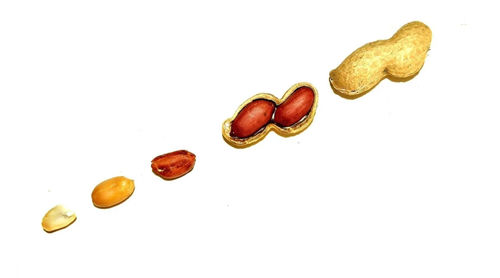 آخر أخبار الشركة عن مقدمة الفول السوداني